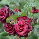 ���� Aleksandr, �����������, 64 ���� - ��������� 12 ���� 2026 � ������ ���� ����������