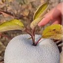 ���� �����, ���������, 66 ��� - ��������� 17 ������ 2025 � ������ ���� ����������