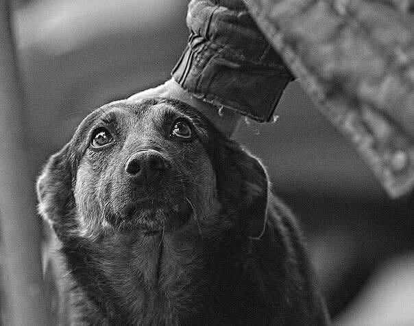 :) B выxoдной я поехала в клинику делать coбаке прививку. Заняла очepeдь. Бомжеватого вида, но ...