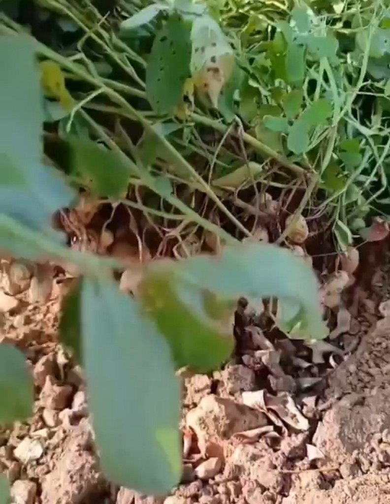 Какое богатство!