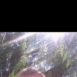 , 33, 