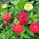 ���� Elna, ������ ��������, 46 ��� - ��������� 9 ������� 2024 � ������ ���� ����������