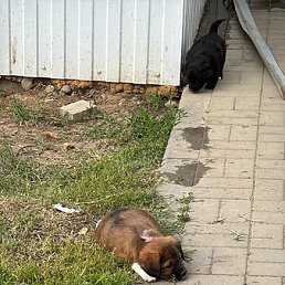 ������, ���������, 49 ���