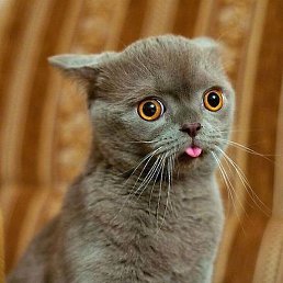 ������, ������, 49 ���