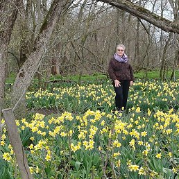 �������, ���������, 68 ���