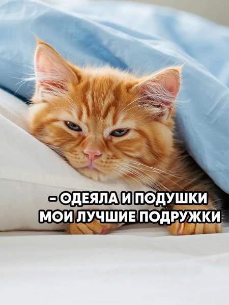 Котик сказал за всех: хочется лежать в кровати, а не думать про эти бесконечные отчёты. Мем греет ...