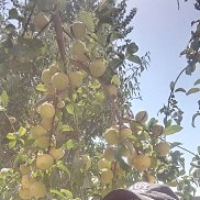  , 38 , 