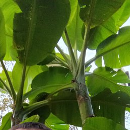 valentin net, 41 ���, ���������