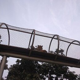 ���������, ������, 38 ���