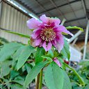 ���� ������, �����������, 54 ���� - ��������� 12 ������ 2024 � ������ ���� ����������