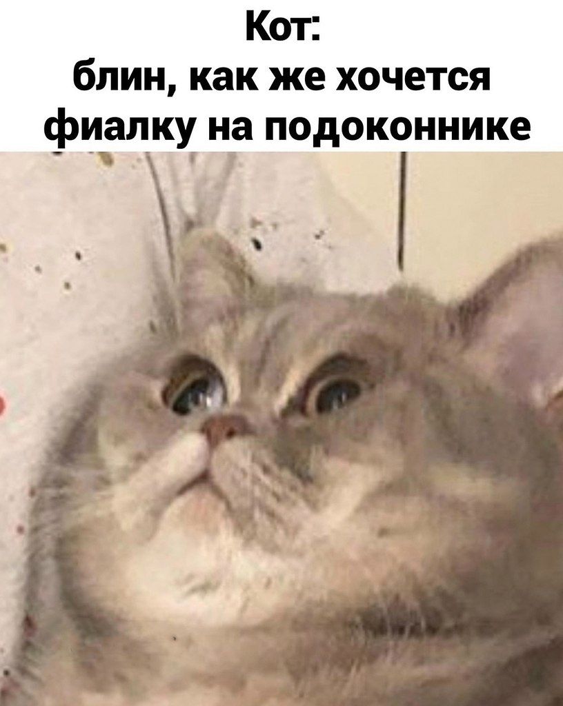 Почему коты не ценят нашу заботу? - 4