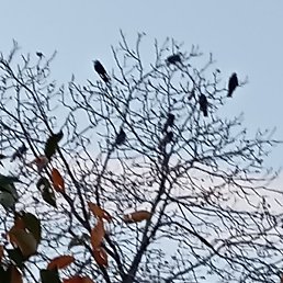 ����, ����������, 64 ����