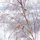  ,  , 64  -  20  2025    