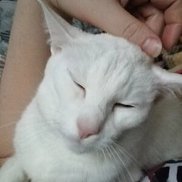 �������, 44 ����, ������