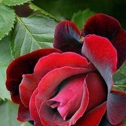 ������, ����������, 27 ���