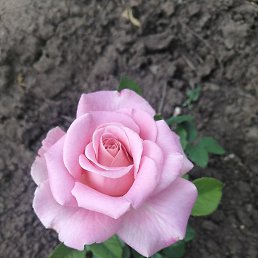 �������, ������, 50 ���