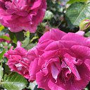 ���� V, �����������, 47 ��� - ��������� 30 ���� 2025 � ������ ������ ��������