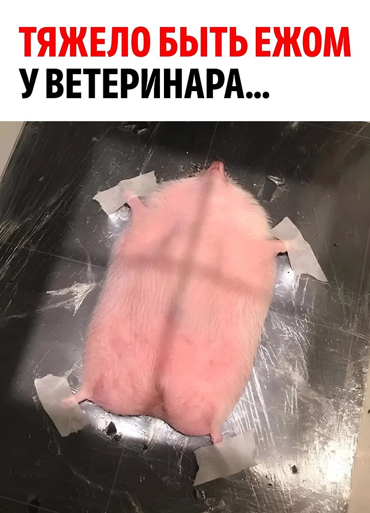 ����� ��������� ��������, �����������