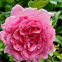 ���� ��������, ����, 74 ���� - ��������� 11 ������ 2025 � ������ ���� ����������