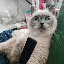  .:Lady, , 32  -  14  2025    