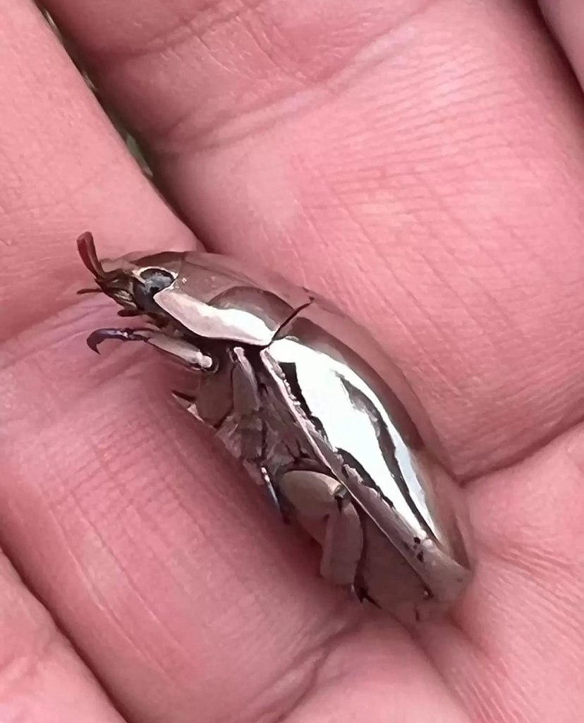  Chrysina limbata -  ,   .       ... - 3