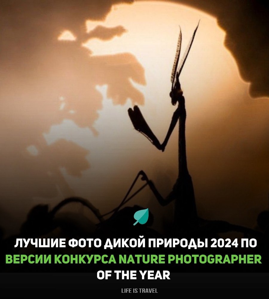     2024    Nature Photographer of the Year.  ...