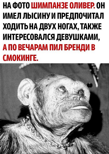 ������, ��������� 55 ���, ��������� ������� �������� ��������������� ��� ������������� ������ ...