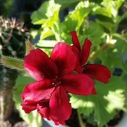 ����, �������