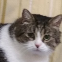 �������, �������, 39 ���