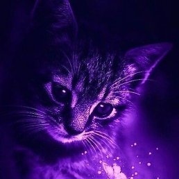 Aleks, �����������, 61 ���