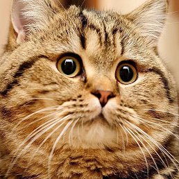 �����, ������, 28 ���