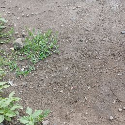 Vladimir, ��������, 48 ���