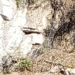 �����, ����������, 51 ���