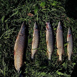 ���������, ������, 41 ���