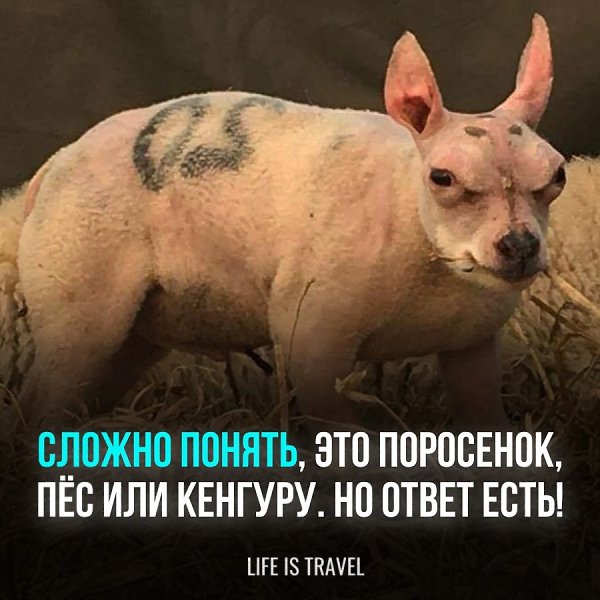 �������� � ��� ��������� 