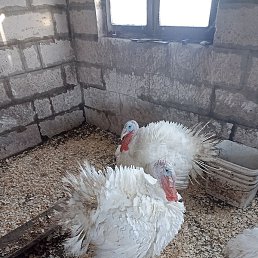 �������, ������, 46 ���