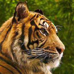 �����, �����-���������, 48 ���