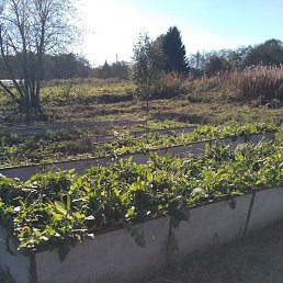  Elena, -, 76  -  8  2025