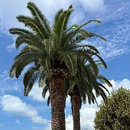 ������, 73 ����, ��������