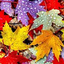 ���� �����, ����������� - ��������� 13 �������� 2025 � ������ ���� ����������