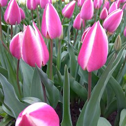 Zoya, ���������, 41 ���