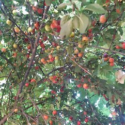 Mehmet, �����������, 44 ����