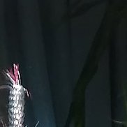 �������, 76 ���, ������