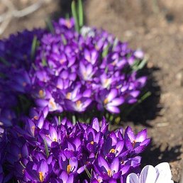 ����, �����, 70 ���