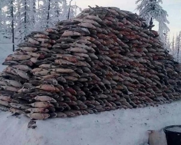 Действительно ли в прошлом для отопления использовали рыбу? Разберемся! В северных областях России, ...