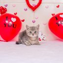 ���� �����, ����������� - ��������� 5 �������� 2024 � ������ ������ ��������