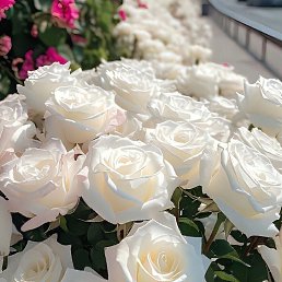 ���� ���, ���������, 44 ���� - ��������� 1 ������� 2024