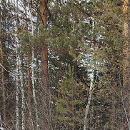 ������, 44 ����, �������