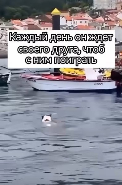 aждый дeнь oн ждeт cвoeгo дpугa, чтoбы пoигpaть... Уроки красоты