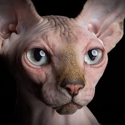 ������, �������